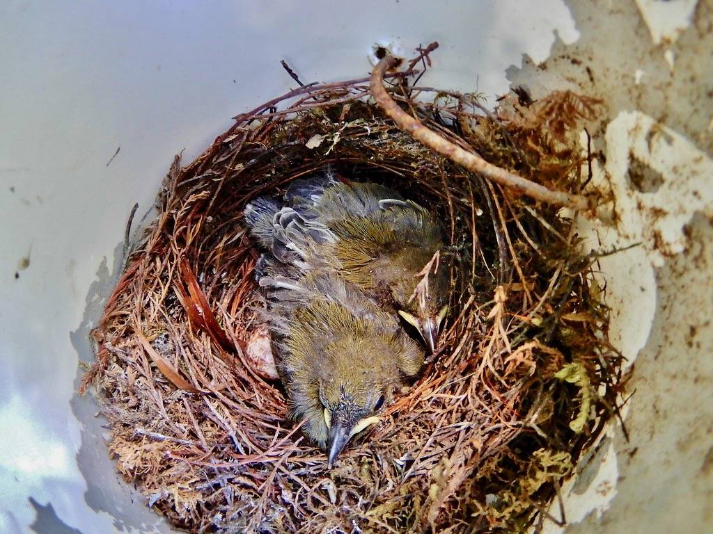 bird prothonotary warbler babies in nest Robertson MillPond Kristie Gianopulos (107) by ncwetlands.org is licensed under CC BY 2.0.
